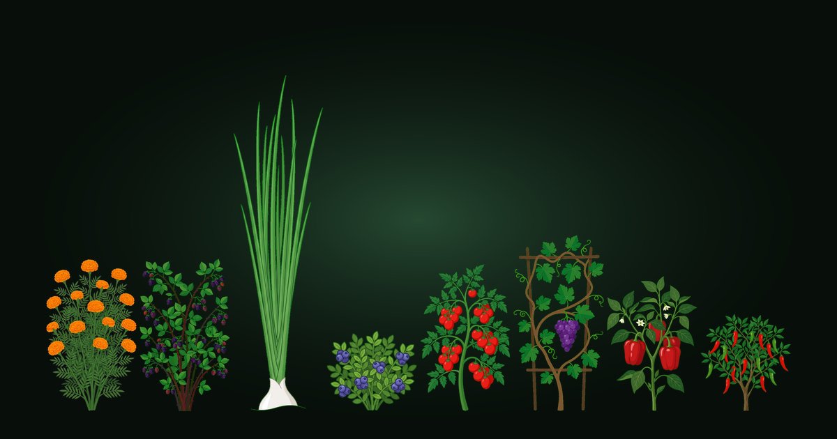 Jason's Garden
