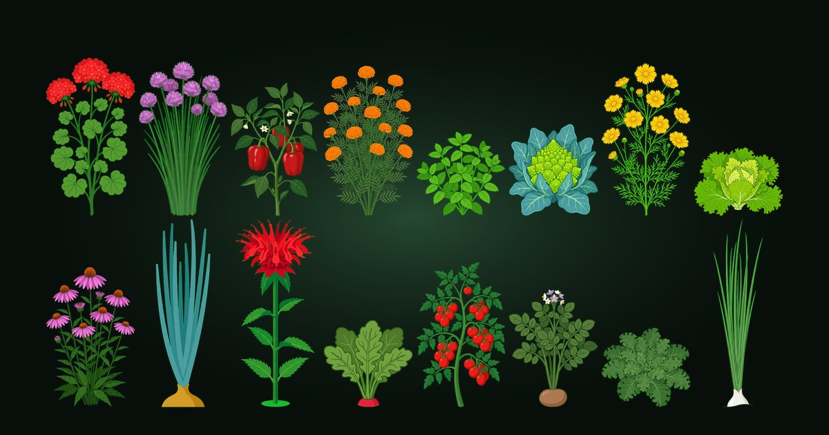 Jill's Garden